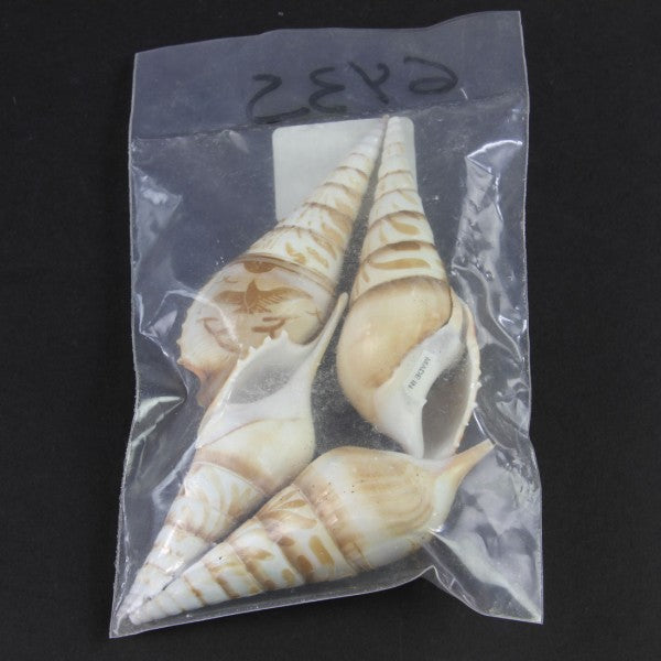 4-5" CARVED TIBIA 4PC/ST