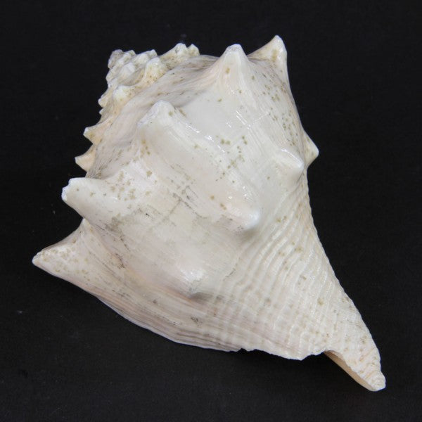 4.5-5.25"CONCH SHELL ORANGE