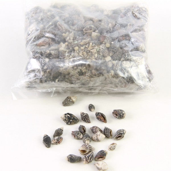 DOVE SHELL 1LB/BG