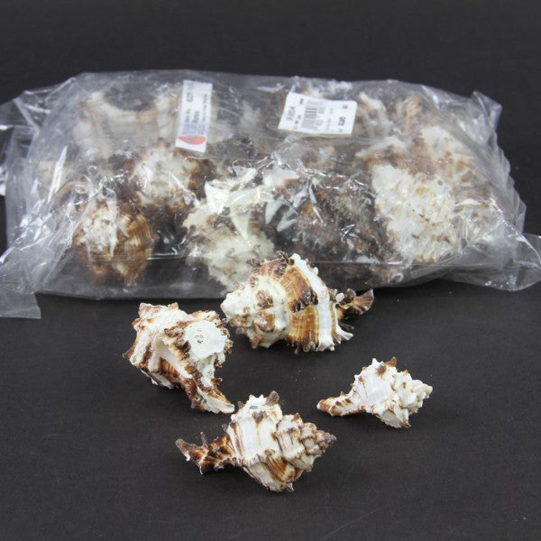 1.5-2"BLACK MUREX 1LB/BG