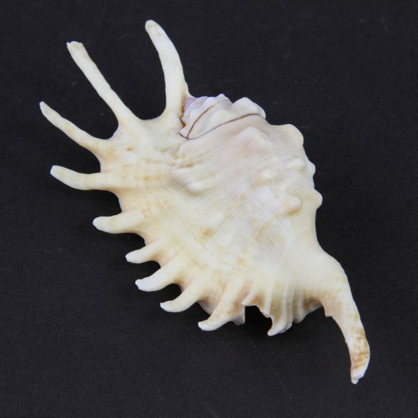 5-6"MILLIPEDE SHELL A25