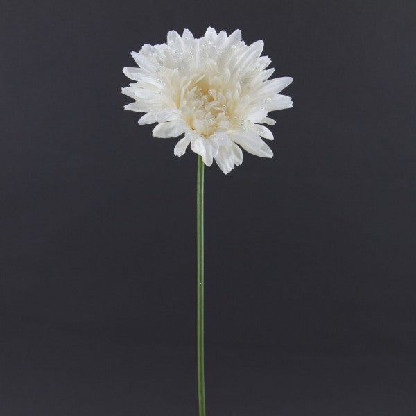 SINGLE GERBERA W/PEARL A4
