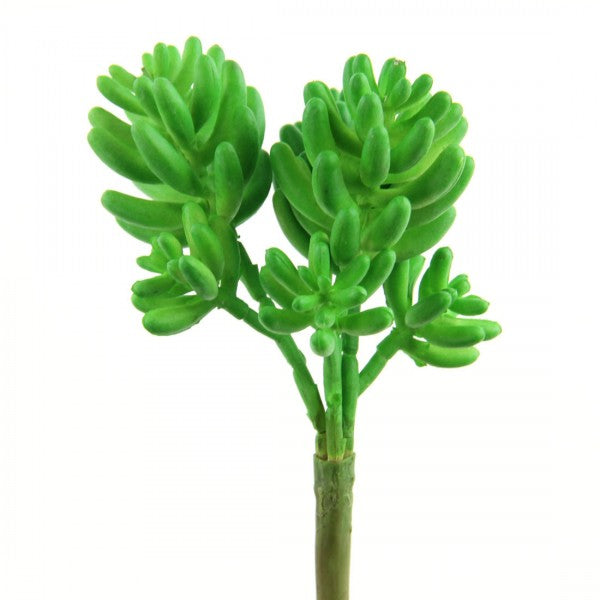SUCCULENT SINGLE STEM