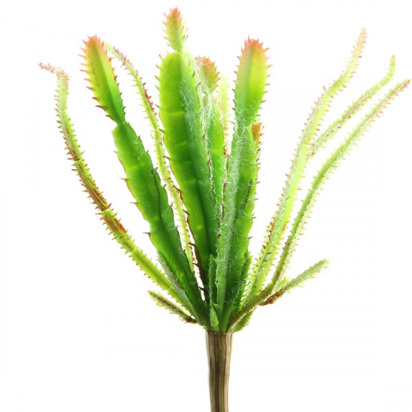 CACTUS SINGLE STEM
