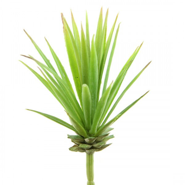 5.5"SUCCULENT GREEN
