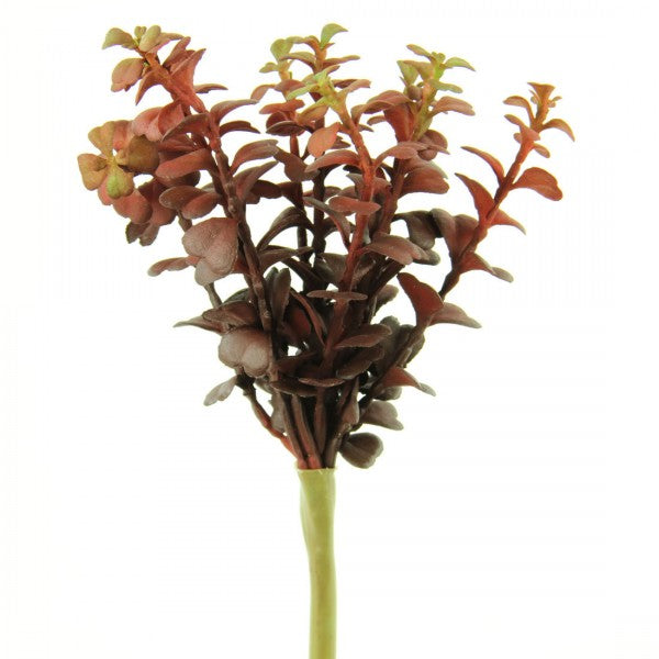9.5"SUCCULENT BURGUNDY