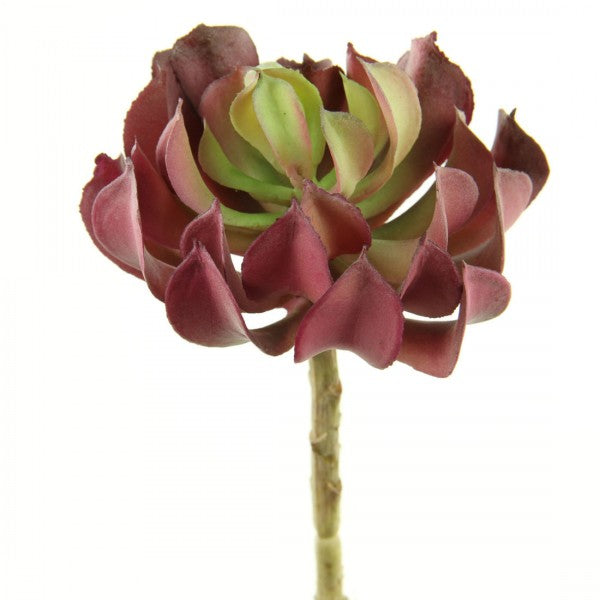 6.5"SUCCULENT BURG/GRN