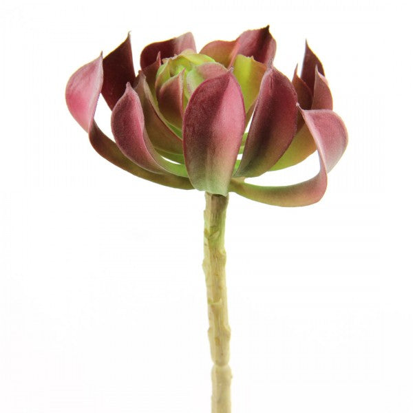 6"SUCCULENT GREEN
