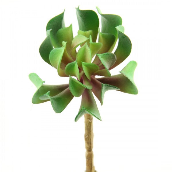 6"SUCCULENT GRN/BURG