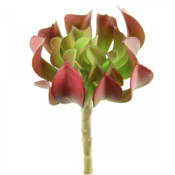 6"SUCCULENTBURGUNDY