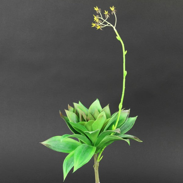 20"SUCCULENT GRN/BURG A4