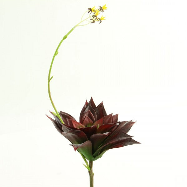 20"SUCCULENT BURGUNDY A4