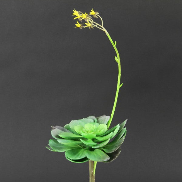 16 INCH SUCCULENT GREEN BURGUNDY
