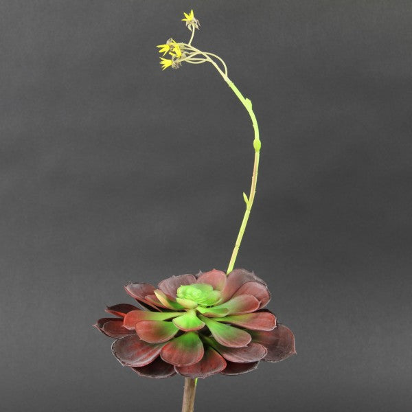 16 INCH SUCCULENT BURGUNDY