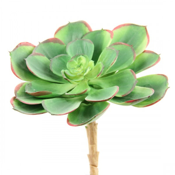 7"SUCCULENT GRN/CREAM