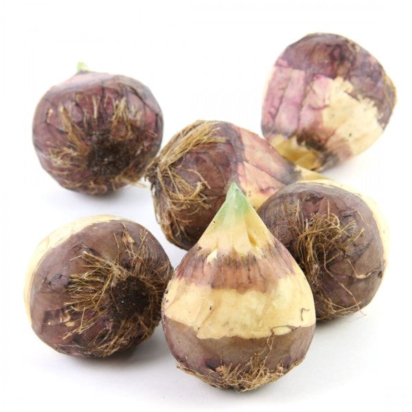 3" LG FLOWER BULB 6/PKG A9