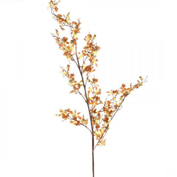 48"BRASSIA SP A4 B9