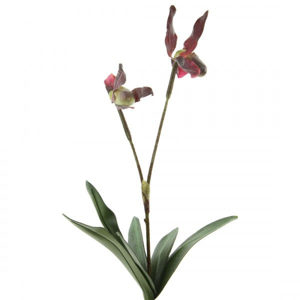 14"LADY SLIPPER X2 W/2FLR A4