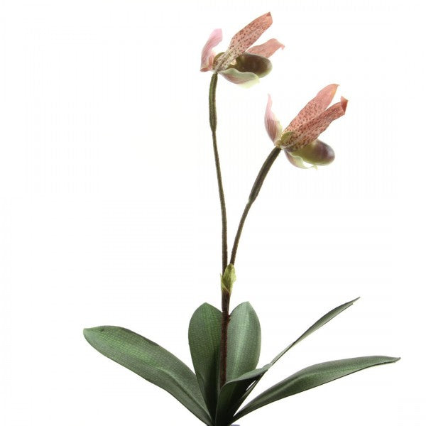 14"LADY SLIPPER X2 W/25FL A6