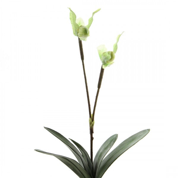 14 LADY SLIPPER X2 W/2FLGR A4