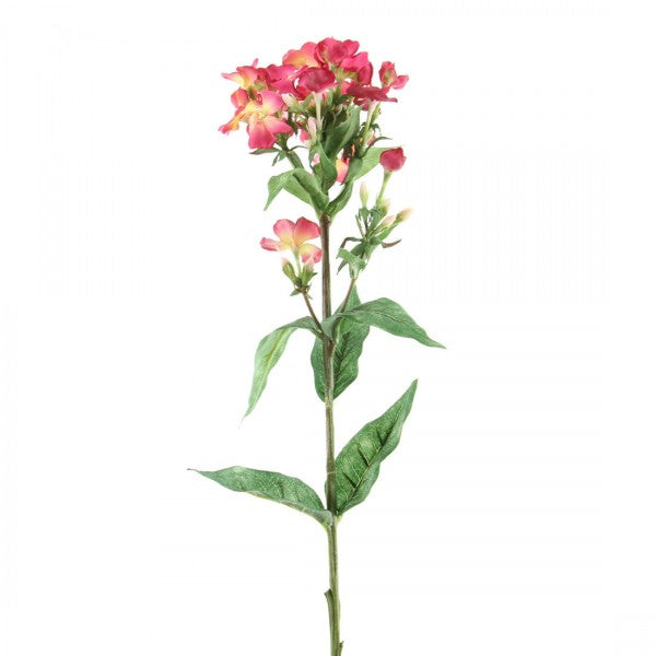 PHLOX SPR W/LVS A4 B14
