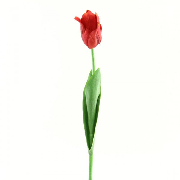 25" ANGLE TULIP RED A25 B14