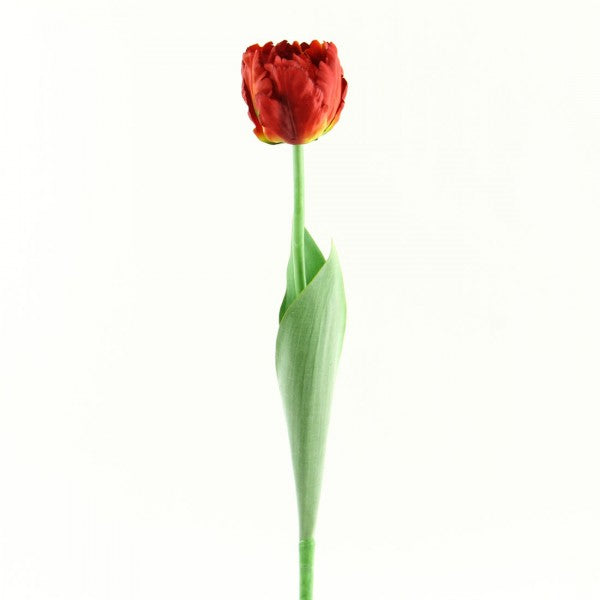 24.5" PARROT TULIP A4 B12