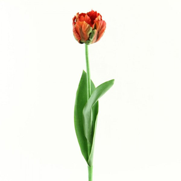 24.5" PARROT TULIP A4 B12