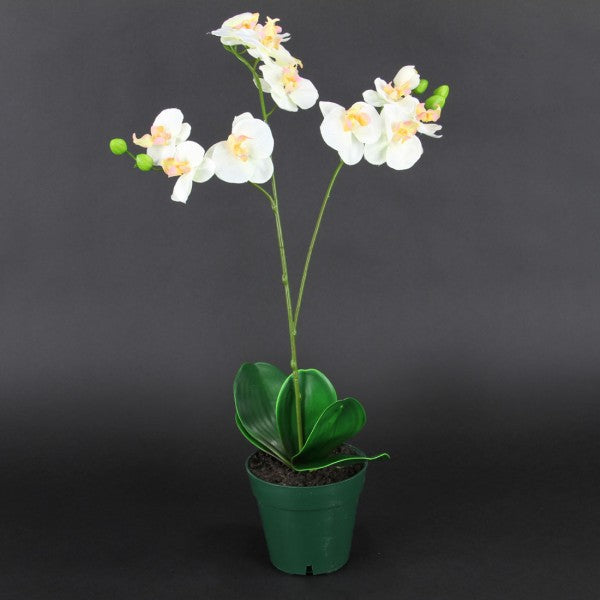 19 INCH PHALEANOPSIS POTTED
