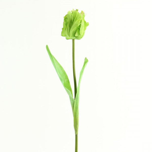 31"SINGLE PARROT TULIP A4