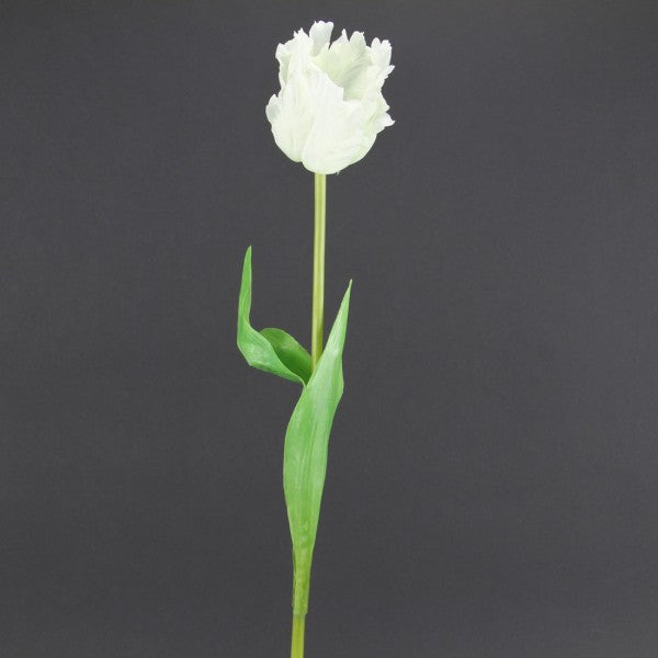 31"SINGLE PARROT TULIP A4