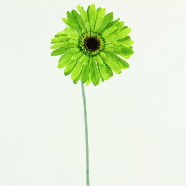 29"GERBERA STEM A4