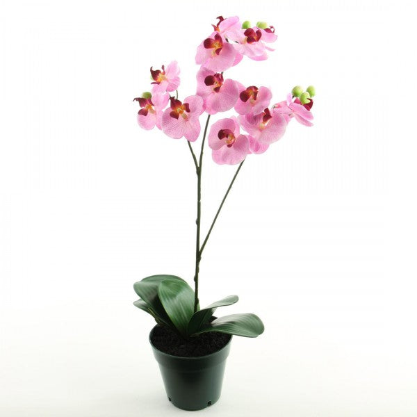 19 INCH PHALEANOPSIS POTTED