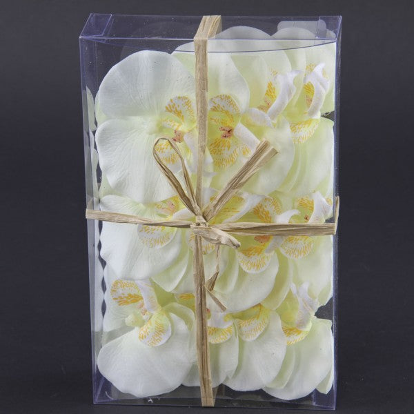 PHALAENOPSIS 12/BX CREAM A25