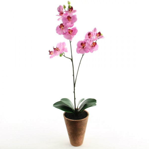 24" PHALAENOPSIS W/POT M25
