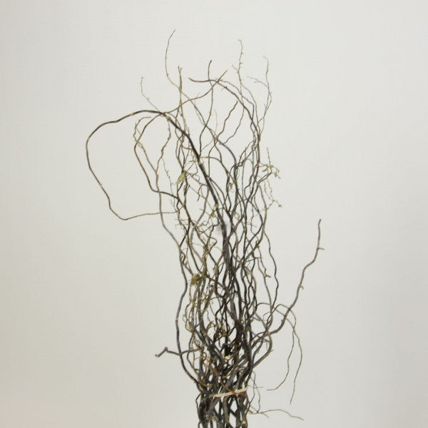 CURLY WILLOW 2' TO 3'