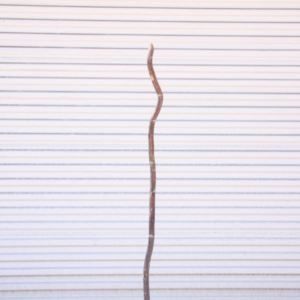 4'-5' CURLY WILLOW POLE