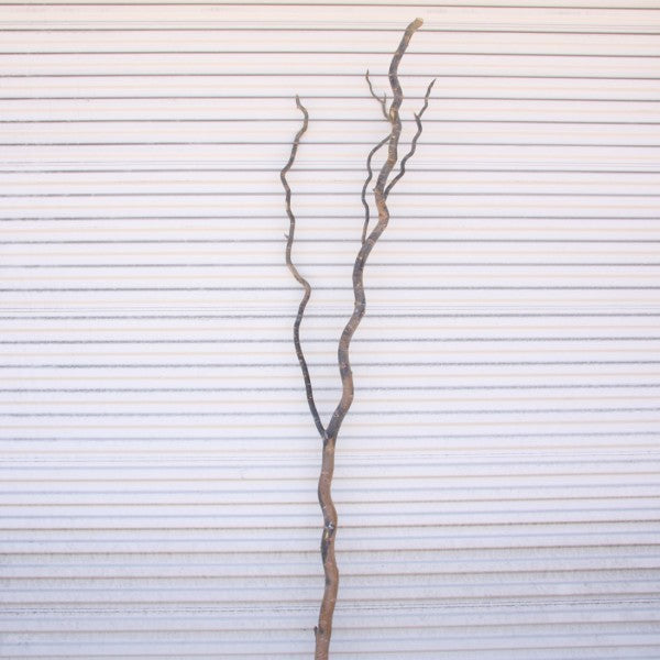 8'-9' CURLY WILLOW FORK