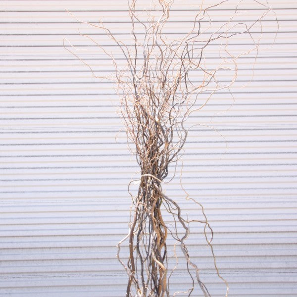 6'-8' CURLY WILLOW TIPS