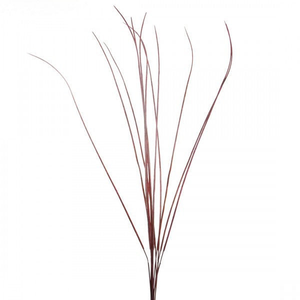 YUCCA STICKS 12/PKG A6 DI