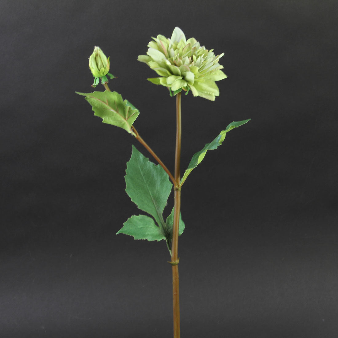 DAHLIA W/BUD GREEN