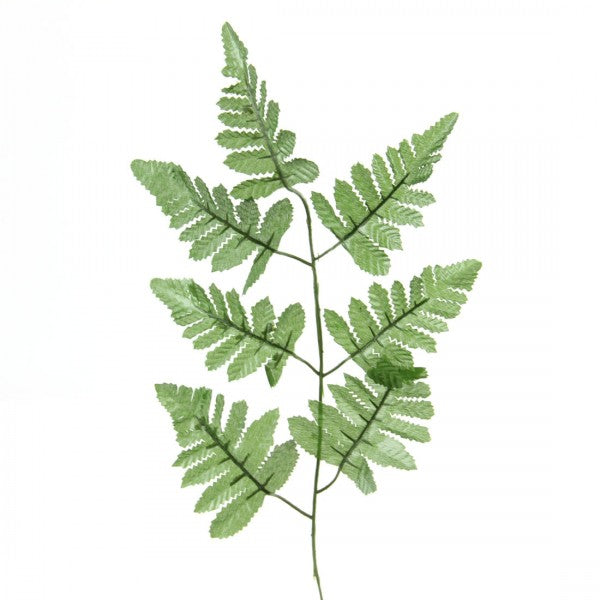 LEATHER FERN SPRY A25