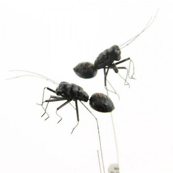 ANT 2PC/PK A5