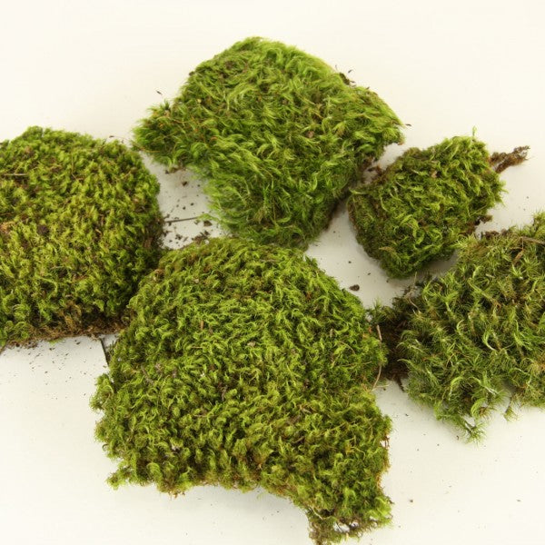 MOOD MOSS 4OZ