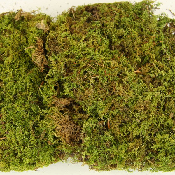 SHEET MOSS 4OZ