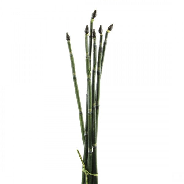 24"LUCKY BAMBOO 6PC/BNDL A6