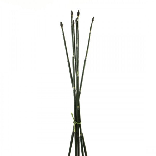30"LUCKY BAMBOO 6/BU A5