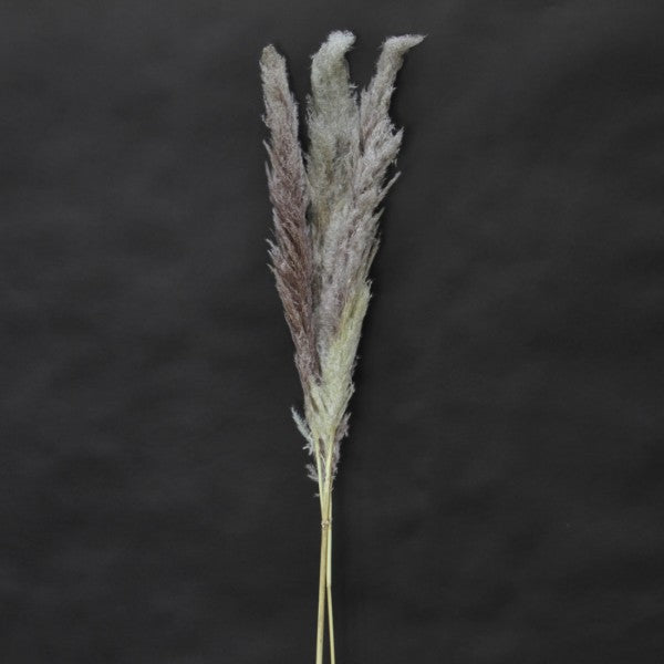 DRIED PAMPAS GRASS