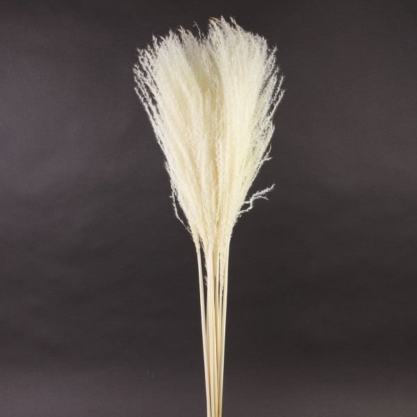 PAMPASS GRASS WHITE 10/PKG