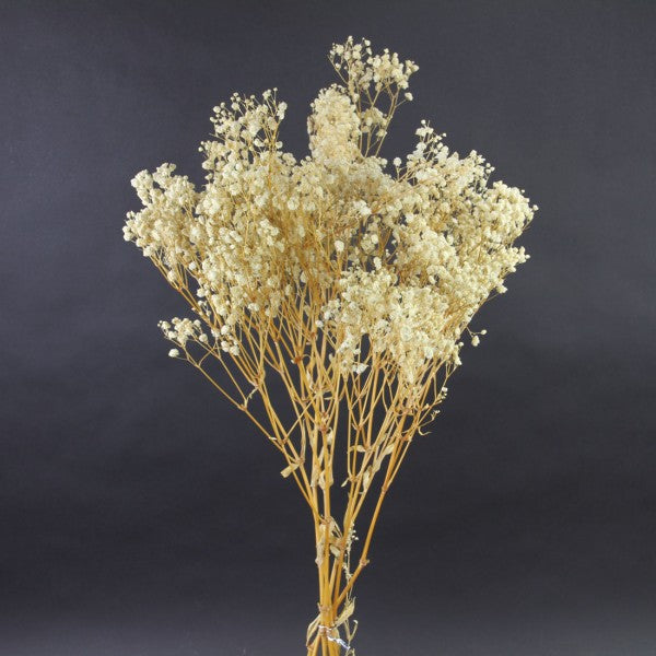 GYPSOPHILA BABY'S BREATH